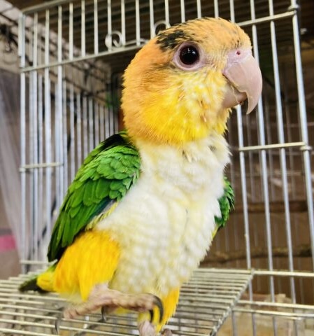 シロハラインコ