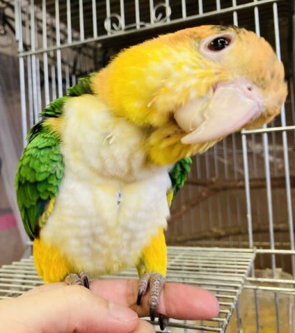 シロハラインコ