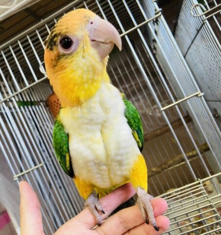 シロハラインコ