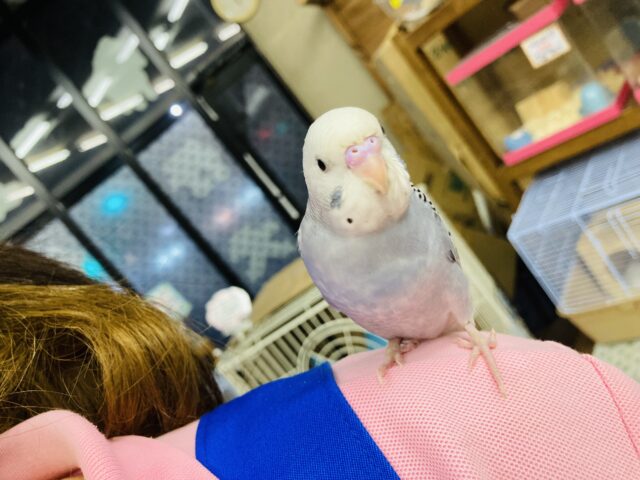 セキセイインコ