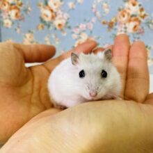 柔らか純白天使🤍パールホワイトハムちゃんです🤍´˘`*