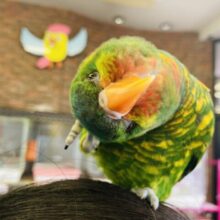 最新画像🌟初入舎です❢❢ ノリノリインコ❤︎⁾⁾ 激かわハイブリッドインコさん🪻🔆