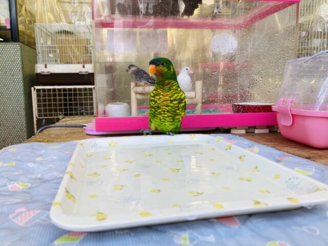 ズグロゴシキセイガイ×コセイガイインコ