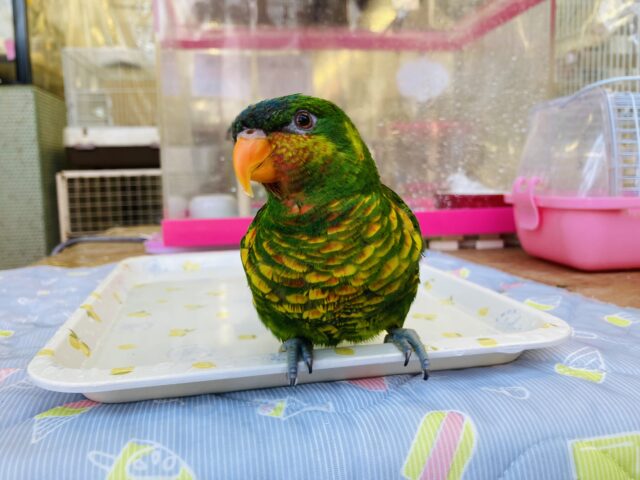 ズグロゴシキセイガイ×コセイガイインコ