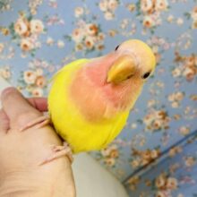 たまらんかわいさ❤︎ ˉ ˘ ˉ* 手乗りコザクラインコ(ルチノー)さん☀️