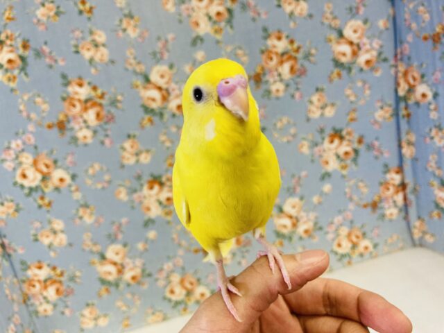 眩い天使ちゃん❤︎*ˊᵕˋ 手乗りセキセイインコ(ダブルファクタースパングル)さん💛