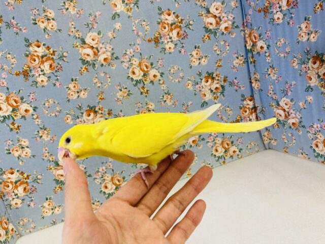 セキセイインコ