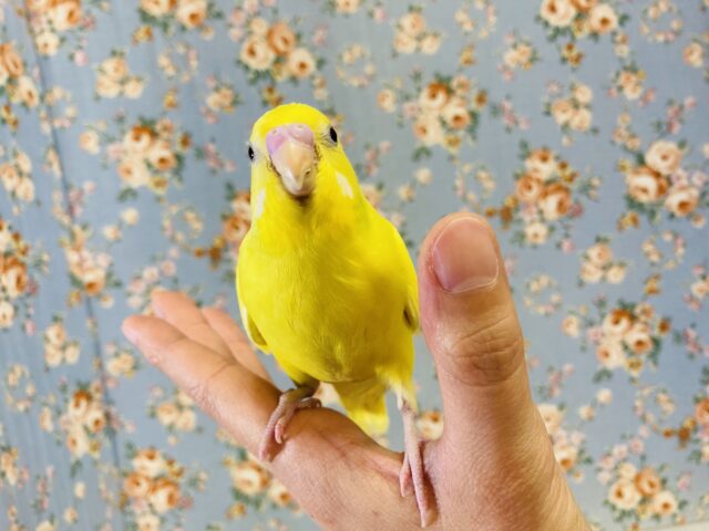 セキセイインコ