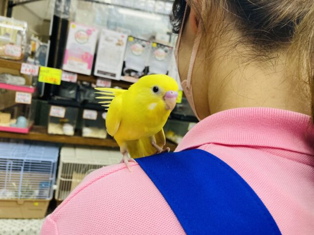 セキセイインコ