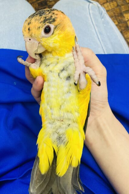 シロハラインコ