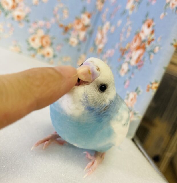 と~ってもかわいいよ🩵🤍手乗りセキセイインコ(ブルーパイド)さん🌟