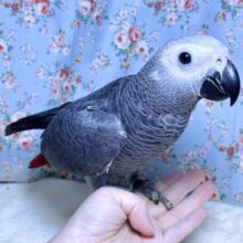 ヨウム   🩶🍎･.｡*