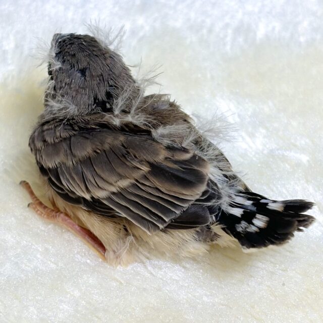 錦花鳥（キンカチョウ）