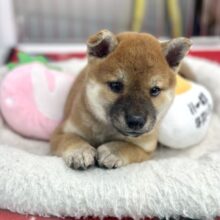 凛と美犬な赤柴ちゃん❤️2024年8月11日生まれ　女の子