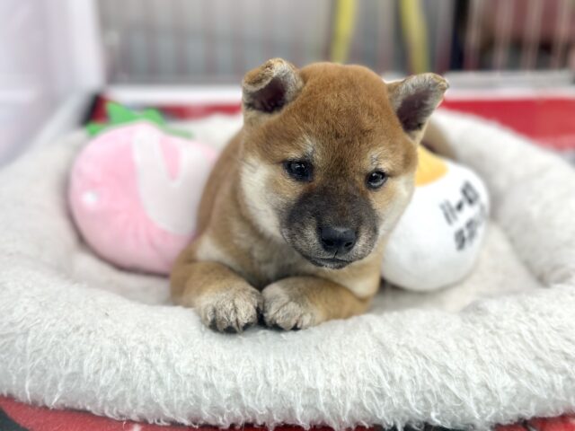 凛と美犬な赤柴ちゃん❤️2024年8月11日生まれ　女の子