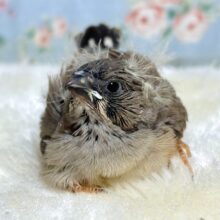 キンカチョウ  🪶🐥