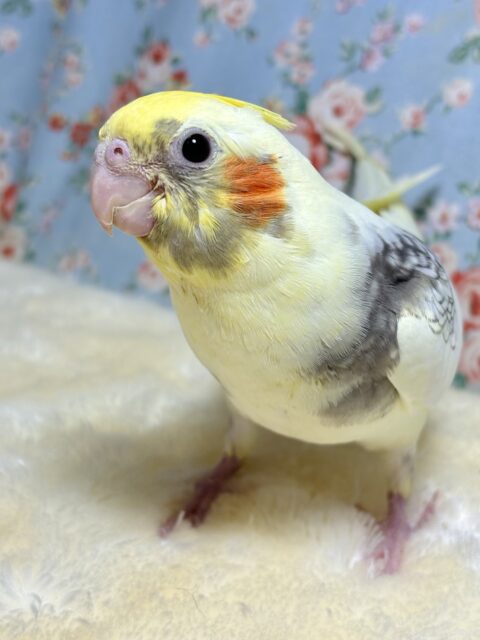 オカメインコ パールパイド 🕊️🤍‎🧡‬