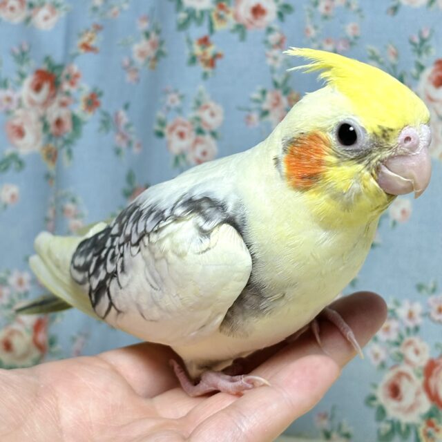 オカメインコ