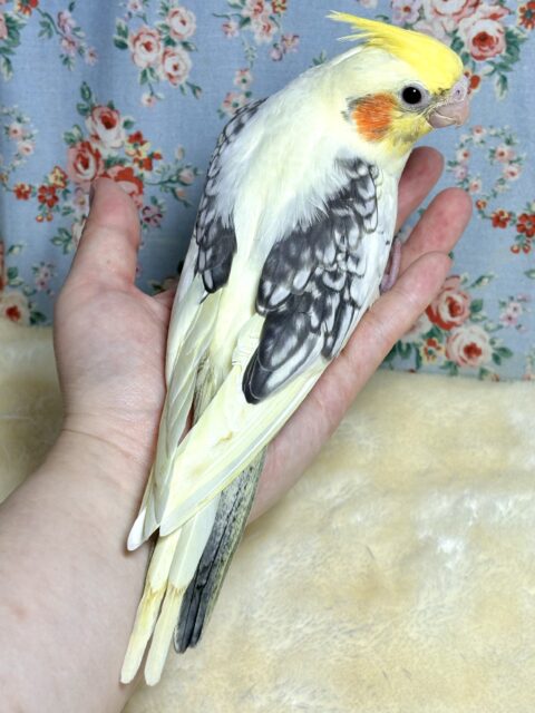 オカメインコ