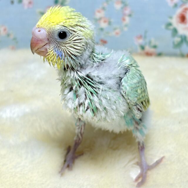 セキセイインコ