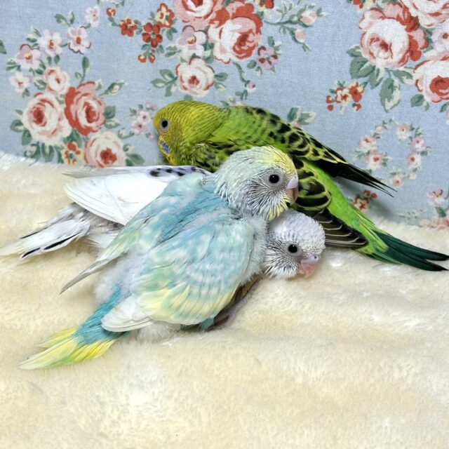 ぬくぬくヒーターの近くで温まってるセキセイインコひなちゃんず☺️🔆*.+゜