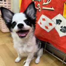 動画更新❤やんちゃ！人が大好きな🩷MIX犬(チワワ✖️ダックス)の男のコきました〜✨️