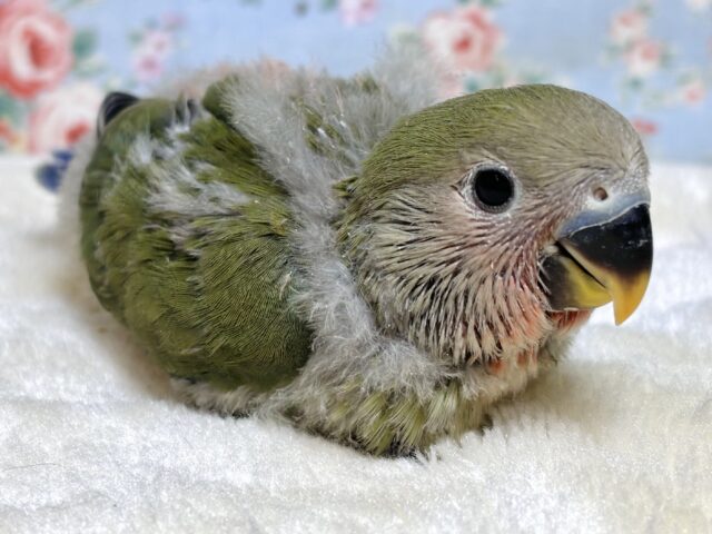 コザクラインコ（小桜インコ）