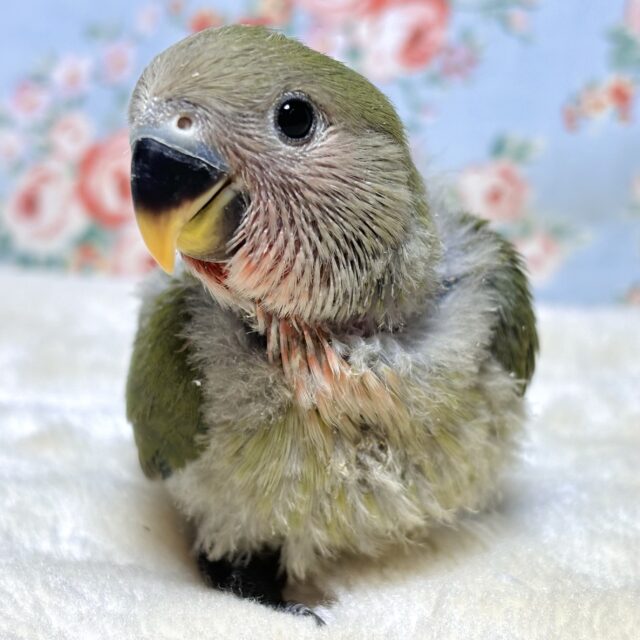 コザクラインコ ダークグリーン 🌳🐦‎🧡‬