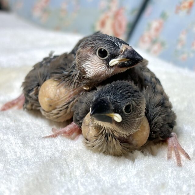 桜文鳥ちゃんず 2羽🐦🐦 ·*・.✨️