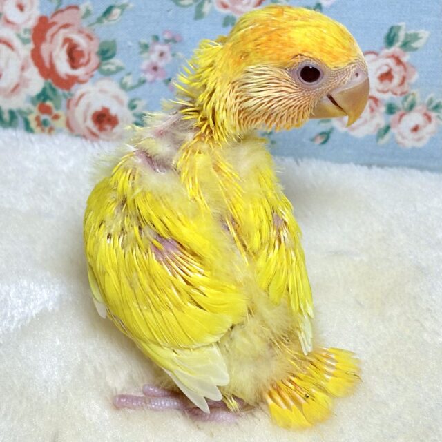 コザクラインコ（小桜インコ）