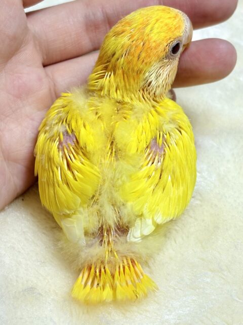 コザクラインコ（小桜インコ）