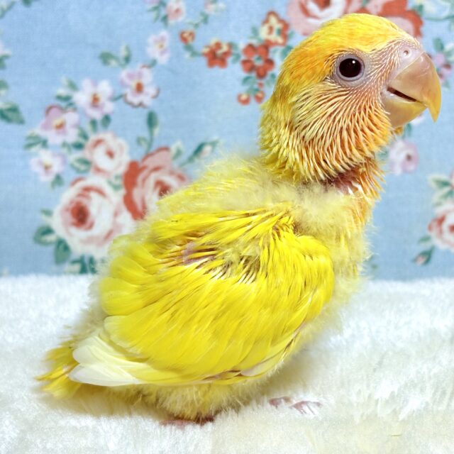 コザクラインコ（小桜インコ）