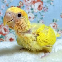 コザクラインコ  ルチノーオパーリン ❤️💛⭐️