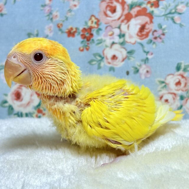 コザクラインコ（小桜インコ）
