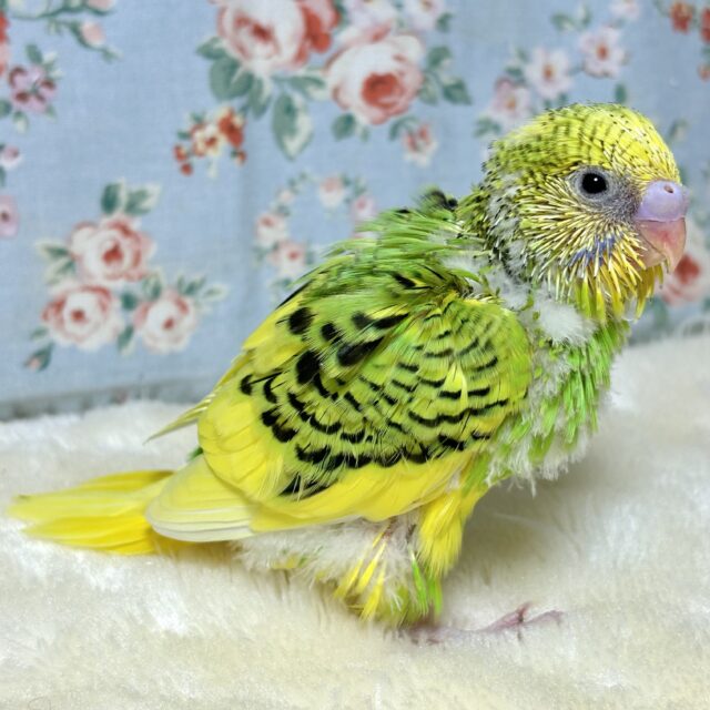 セキセイインコ