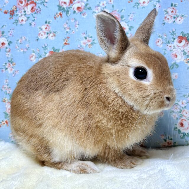 ネザーランドドワーフ