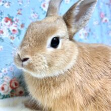 ネザーランドドワーフラビット  オレンジ  男の子   🐰‪🧡‬‪.*｡+ﾟ