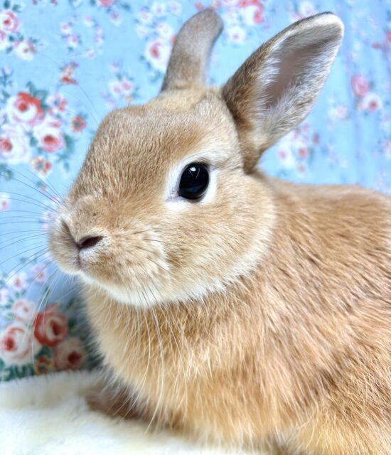 ネザーランドドワーフラビット オレンジ 男の子 🐰‪🧡‬‪.*｡+ﾟ