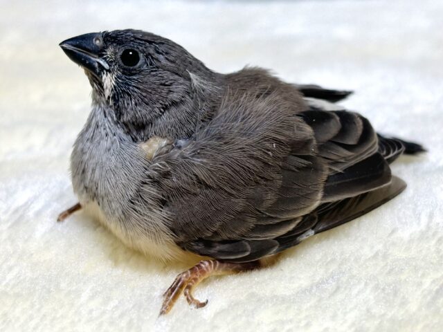 錦花鳥（キンカチョウ）