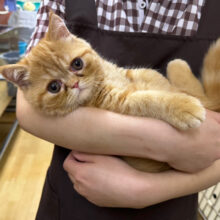 最新画像更新❤何だこの可愛さ🩷エキゾチックの男のコきました✨