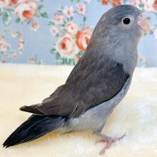 マメルリハ ブラックモーブ 男の子 🖤・.｡*・.｡*