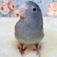 マメルリハ  ブラックモーブ  男の子  🖤･.｡*･.｡*