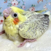 オカメインコ  シナモンパール  ☕*.+゜