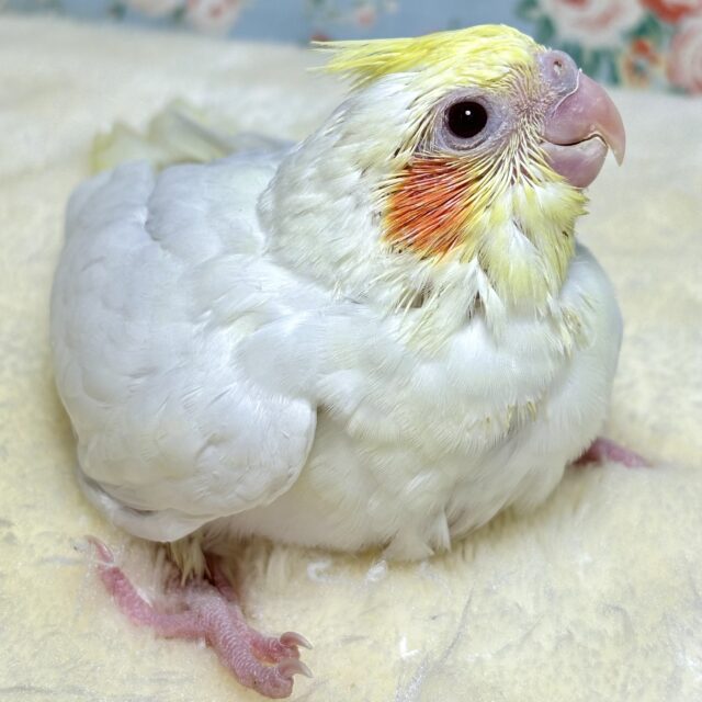 オカメインコ