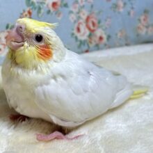 オカメインコ  ルチノー  ‎🤍🕊💛‎🧡‬