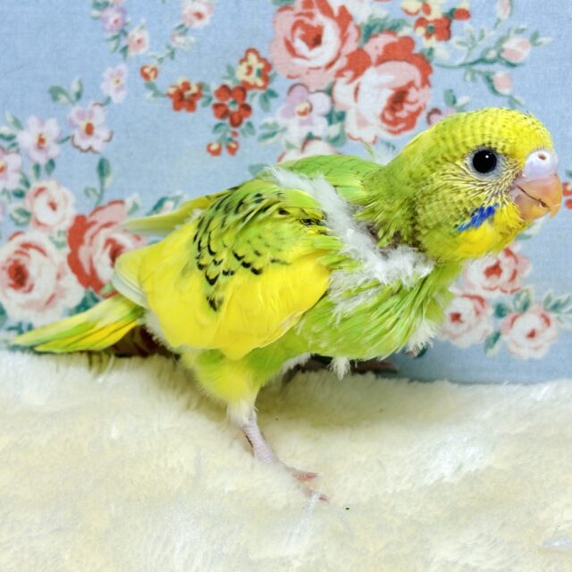 セキセイインコ