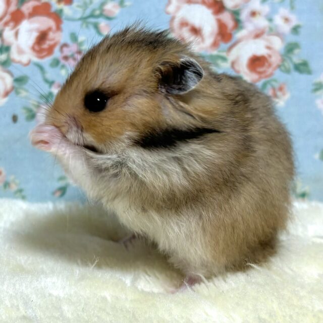 ゴールデンハムスター