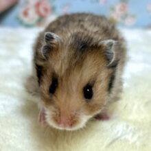 ロングコートハムスター  ノーマルカラー  🐹*.+゜