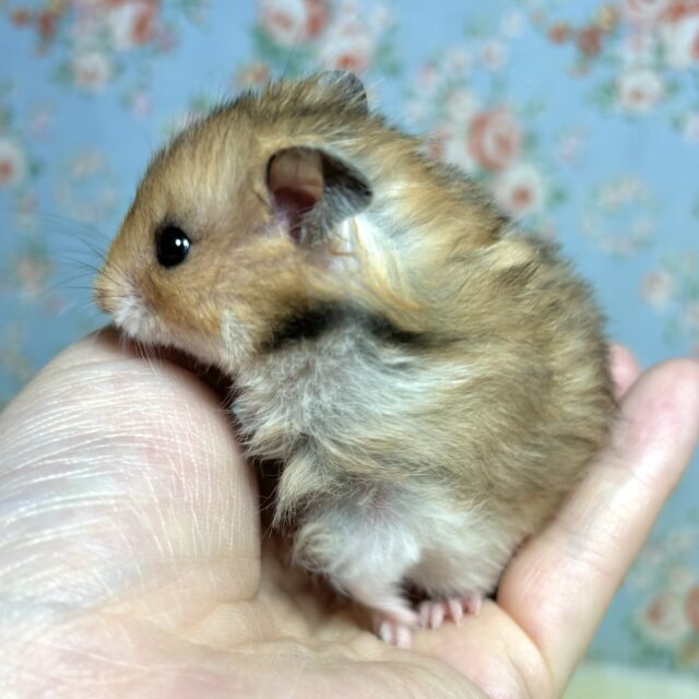 ゴールデンハムスター