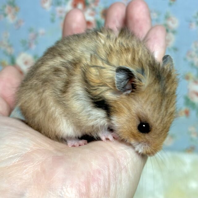 ゴールデンハムスター